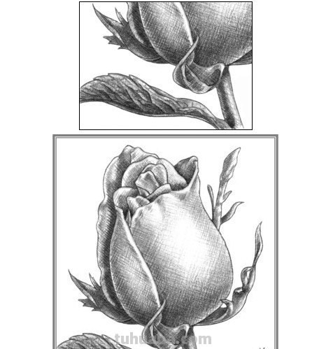 怎么画玫瑰花图片