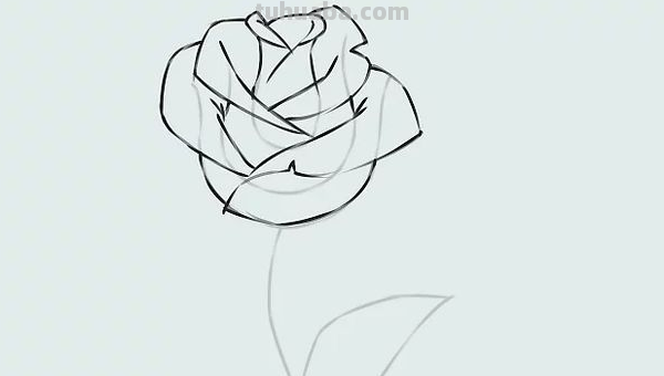 玫瑰花怎样画