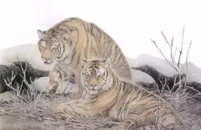 国画基础教程：工笔画虎技法及线描画谱