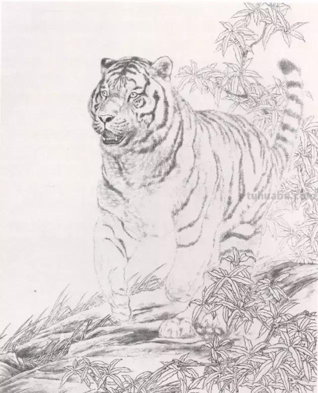 国画基础教程：工笔画虎技法及线描画谱