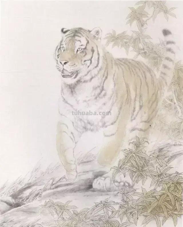 国画基础教程：工笔画虎技法及线描画谱