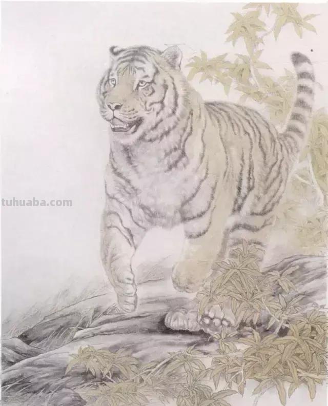 国画基础教程：工笔画虎技法及线描画谱