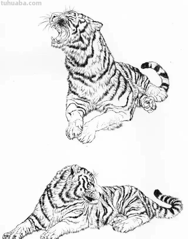 国画基础教程：工笔画虎技法及线描画谱