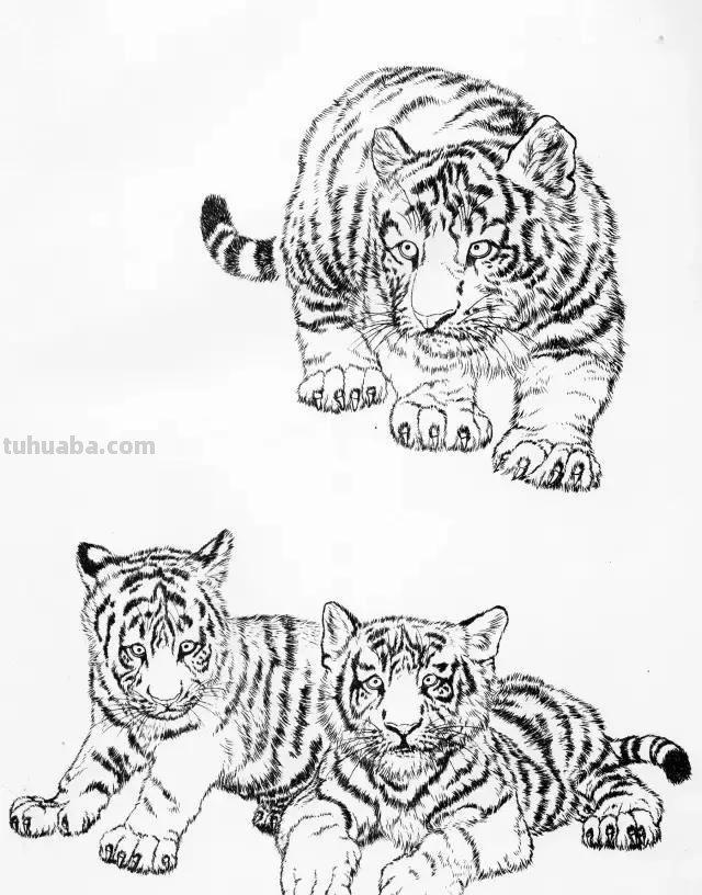 国画基础教程：工笔画虎技法及线描画谱