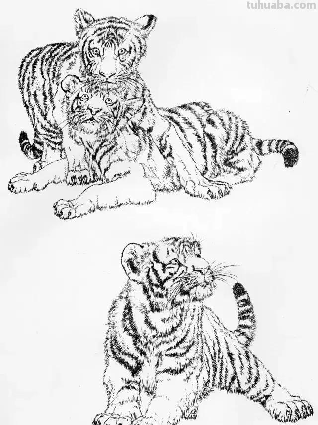 国画基础教程：工笔画虎技法及线描画谱