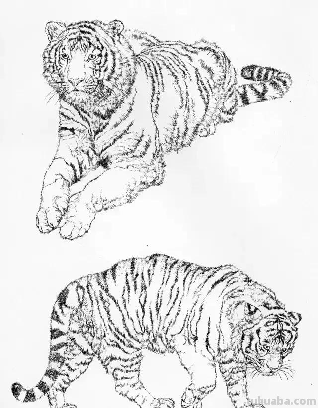 国画基础教程：工笔画虎技法及线描画谱