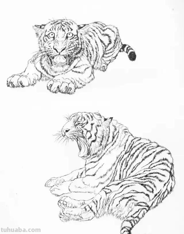 国画基础教程：工笔画虎技法及线描画谱