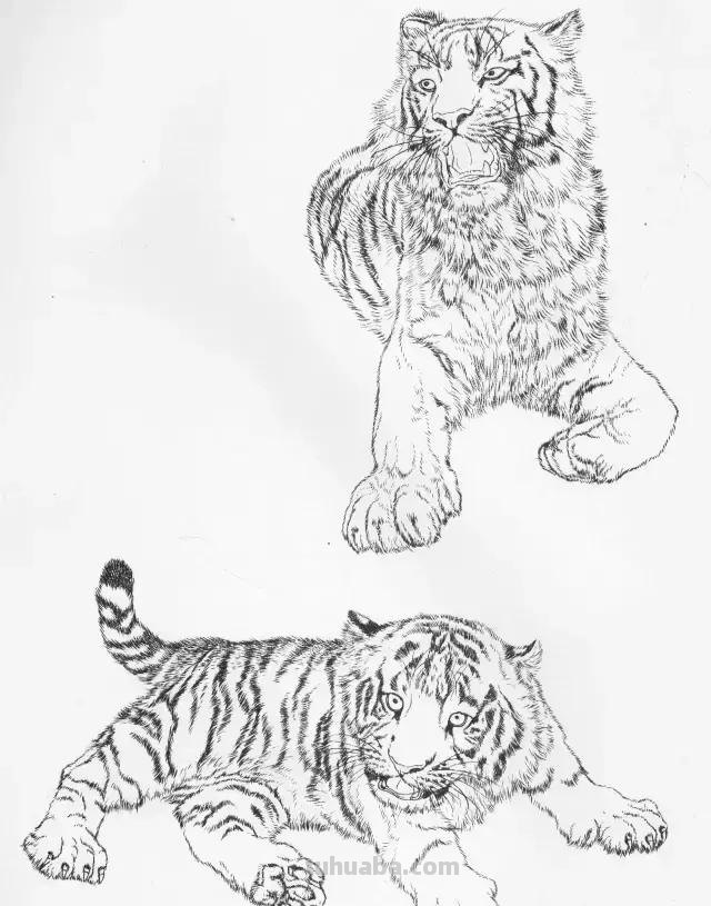 国画基础教程：工笔画虎技法及线描画谱