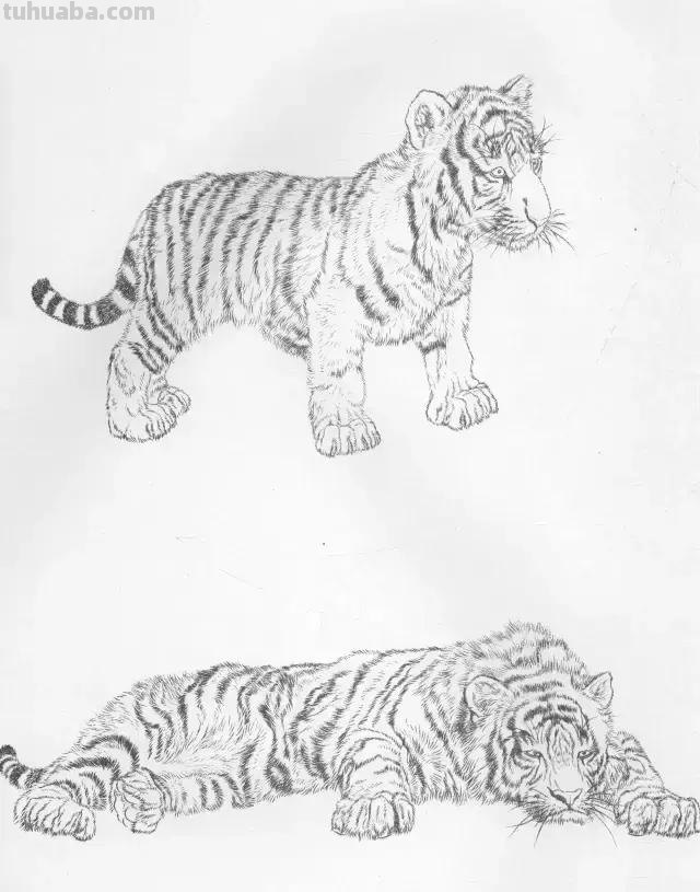 国画基础教程：工笔画虎技法及线描画谱