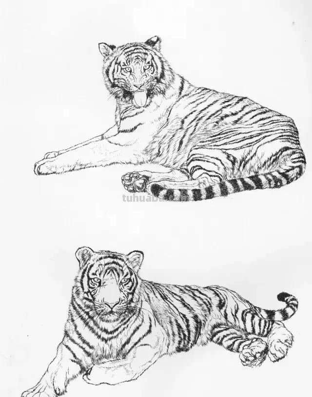 国画基础教程：工笔画虎技法及线描画谱