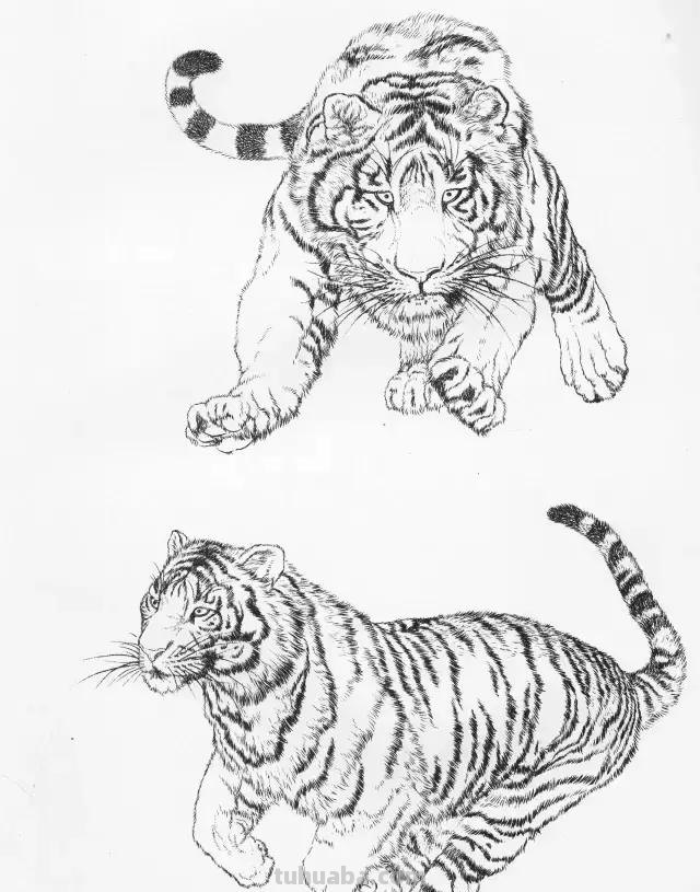 国画基础教程：工笔画虎技法及线描画谱