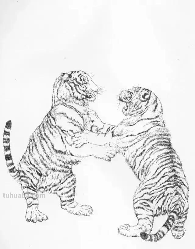 国画基础教程：工笔画虎技法及线描画谱