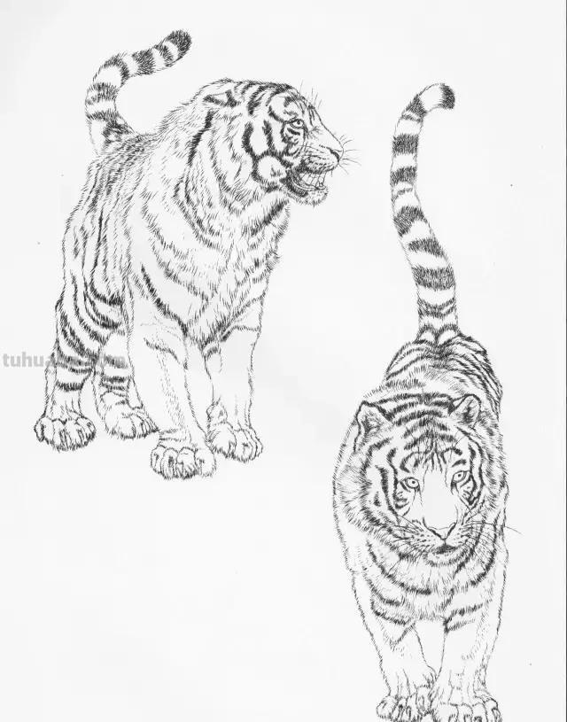 国画基础教程：工笔画虎技法及线描画谱