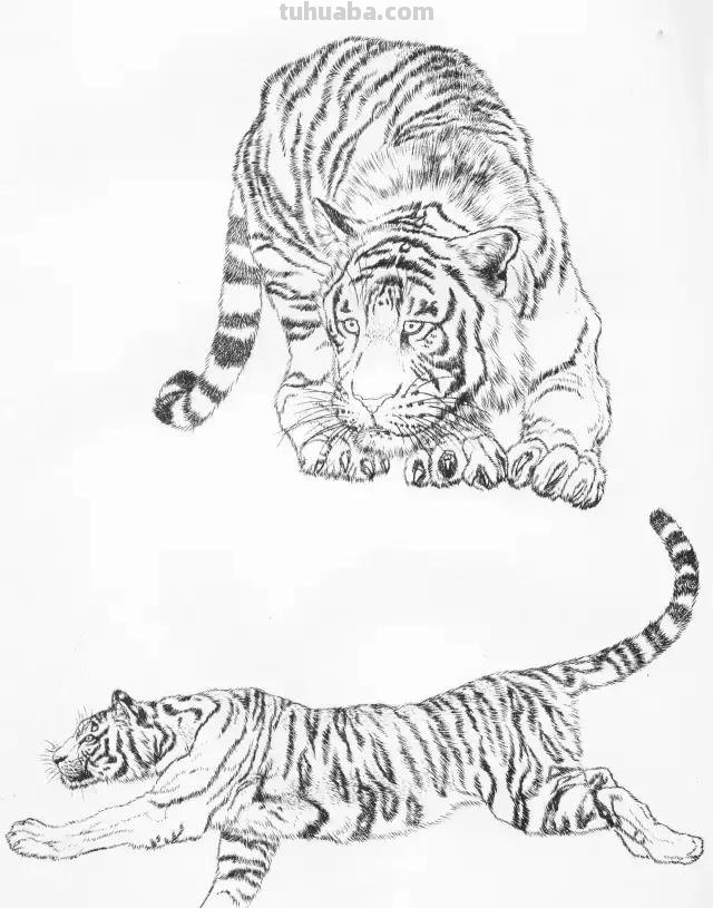 国画基础教程：工笔画虎技法及线描画谱