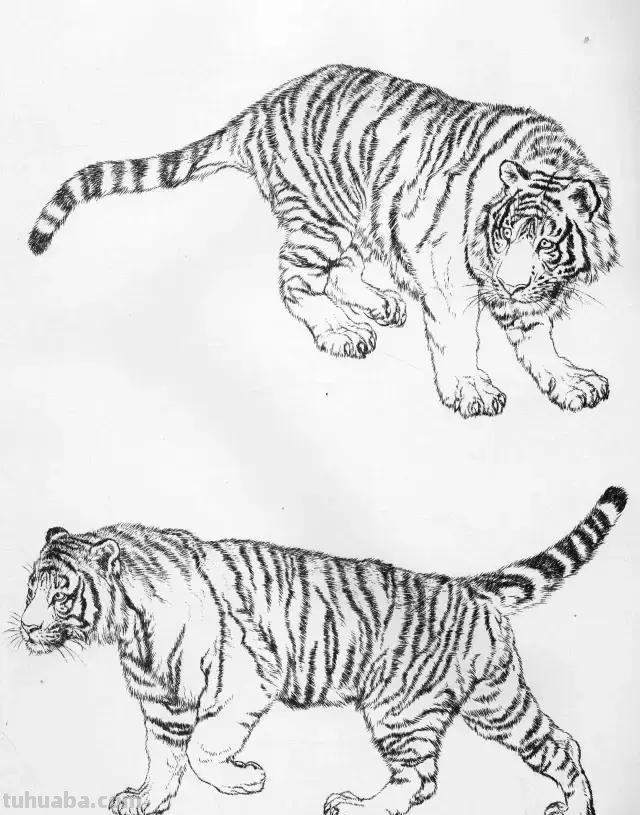 国画基础教程：工笔画虎技法及线描画谱