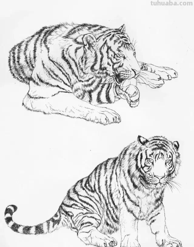 国画基础教程：工笔画虎技法及线描画谱