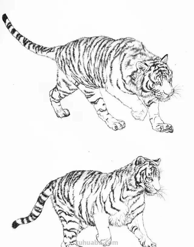 国画基础教程：工笔画虎技法及线描画谱