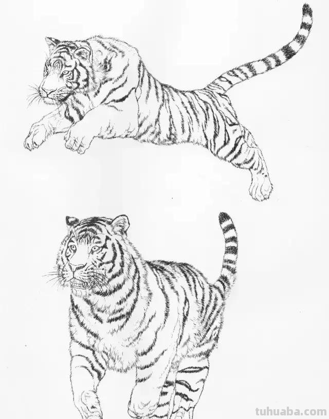 国画基础教程：工笔画虎技法及线描画谱