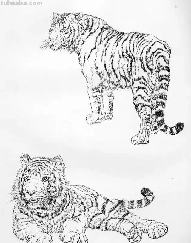 国画基础教程：工笔画虎技法及线描画谱