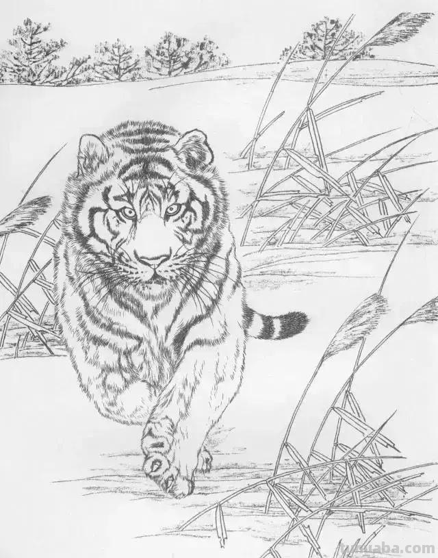 国画基础教程：工笔画虎技法及线描画谱