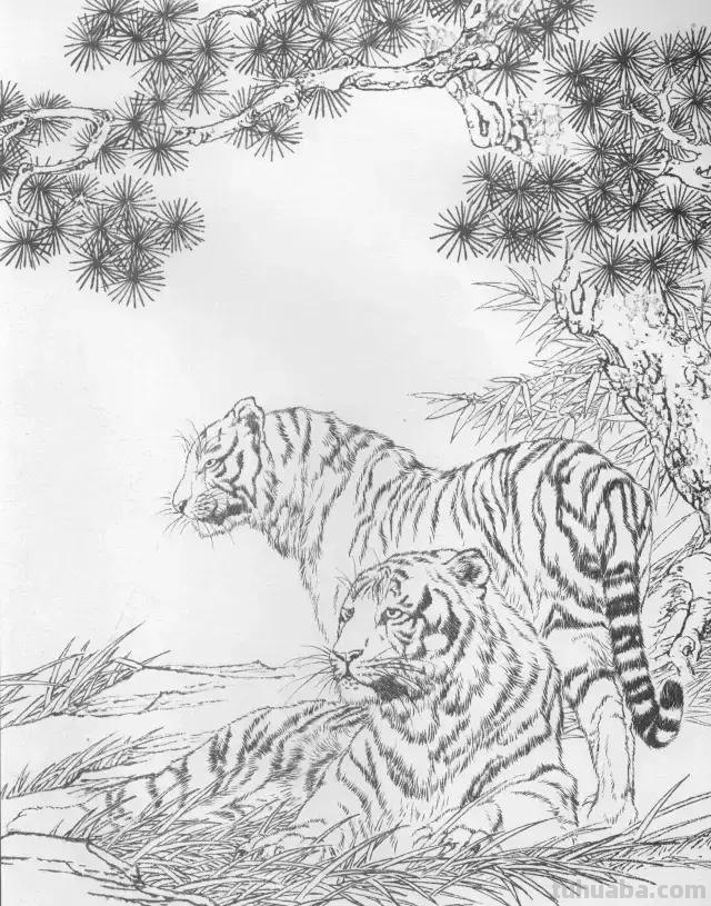 国画基础教程：工笔画虎技法及线描画谱