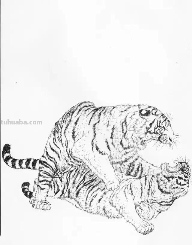 国画基础教程：工笔画虎技法及线描画谱