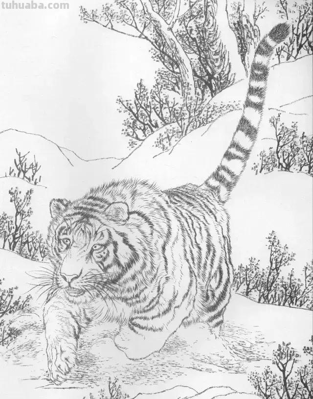 国画基础教程：工笔画虎技法及线描画谱