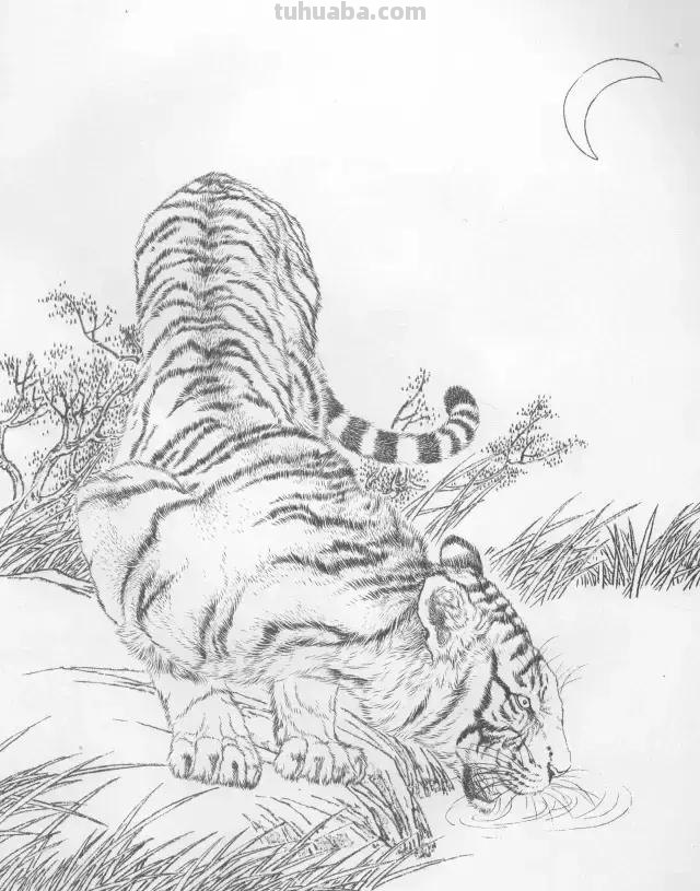 国画基础教程：工笔画虎技法及线描画谱