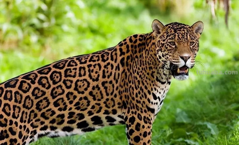 少儿美术（动物篇） ‖《丛林中的豹子》