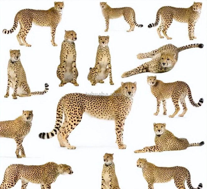 少儿美术（动物篇） ‖《丛林中的豹子》