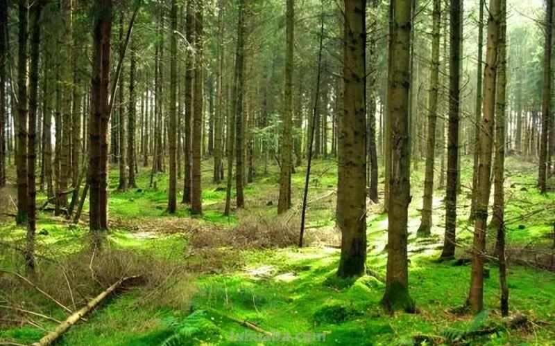 少儿美术（动物篇） ‖《丛林中的豹子》