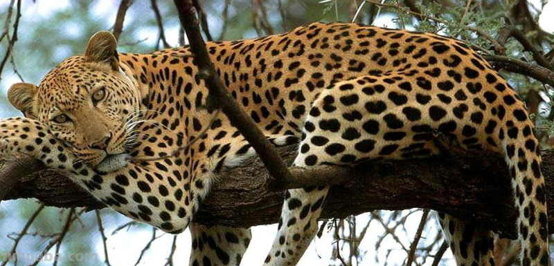 少儿美术（动物篇） ‖《丛林中的豹子》