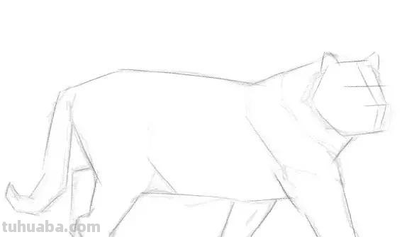 教程︱速写︱动物-老虎