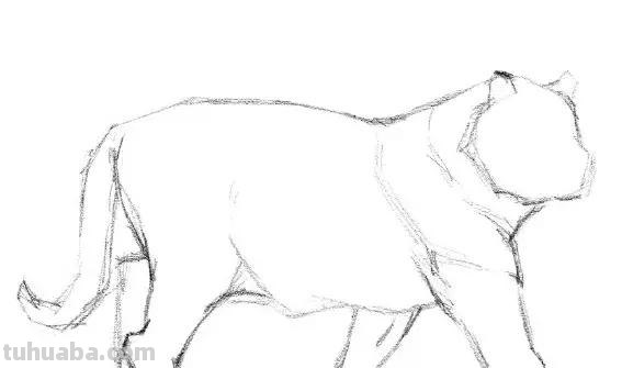 教程︱速写︱动物-老虎