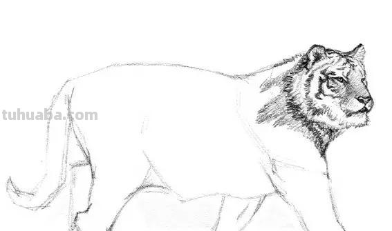 教程︱速写︱动物-老虎