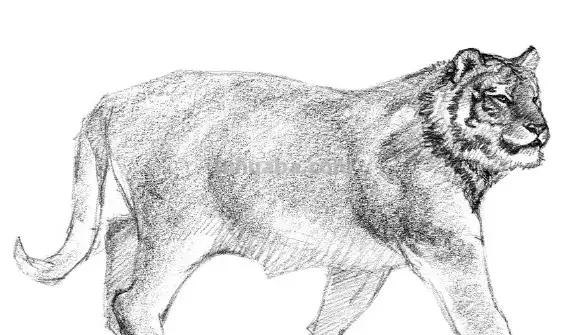 教程︱速写︱动物-老虎