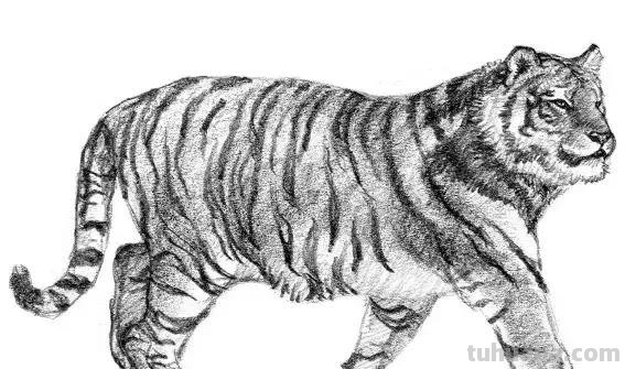 教程︱速写︱动物-老虎