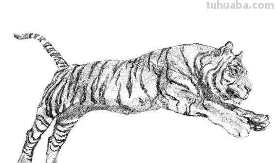 教程︱速写︱动物-老虎