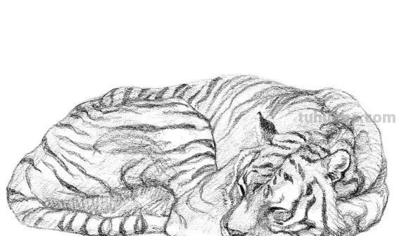 教程︱速写︱动物-老虎