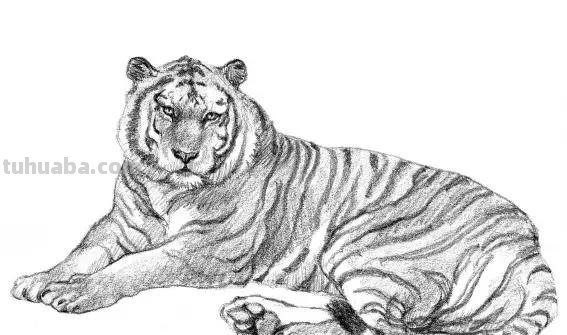 教程︱速写︱动物-老虎