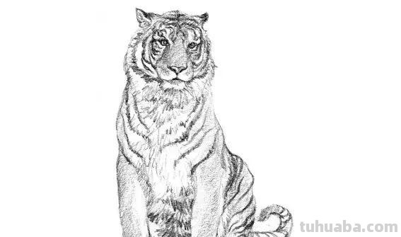 教程︱速写︱动物-老虎