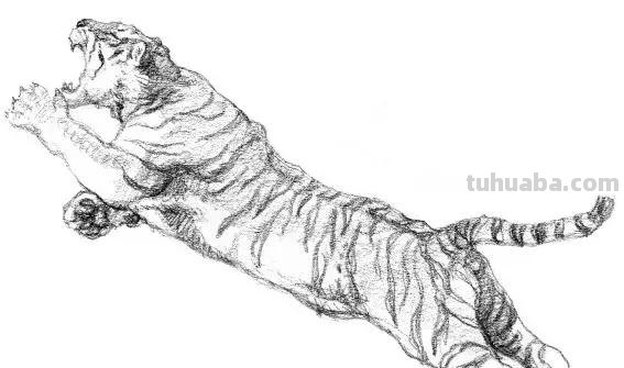 教程︱速写︱动物-老虎