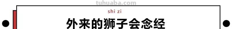 每一头移民中国的非洲雄狮，都无法逃脱“鬼畜卷毛狗定律”