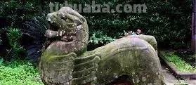 每一头移民中国的非洲雄狮，都无法逃脱“鬼畜卷毛狗定律”