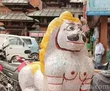 每一头移民中国的非洲雄狮，都无法逃脱“鬼畜卷毛狗定律”