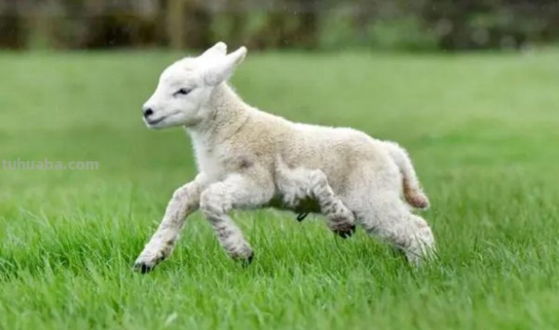 小羊怎么画简单又漂亮