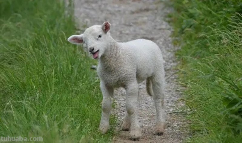 小羊怎么画简单又漂亮