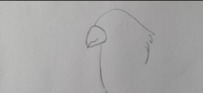 鹦鹉怎么画 彩铅色 怎么画鹦鹉——卡通鹦鹉简笔画？