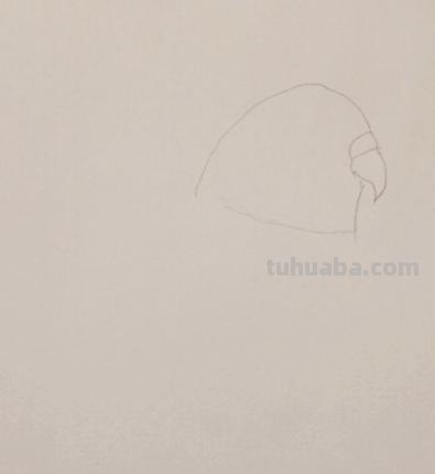 鹦鹉怎么画 彩铅色 怎么画鹦鹉——卡通鹦鹉简笔画？
