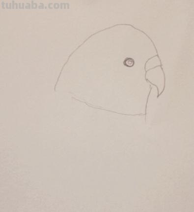 鹦鹉怎么画 彩铅色 怎么画鹦鹉——卡通鹦鹉简笔画？